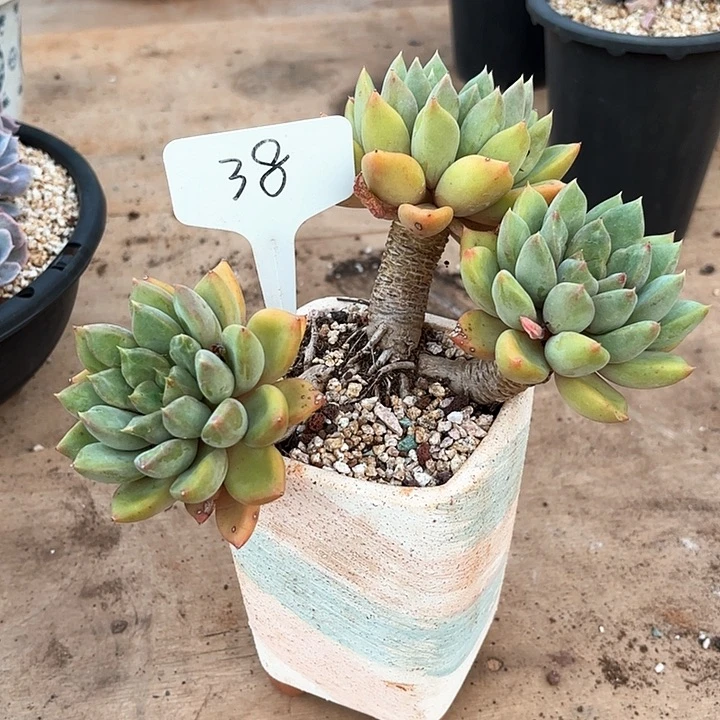 多肉植物，红象牙38号