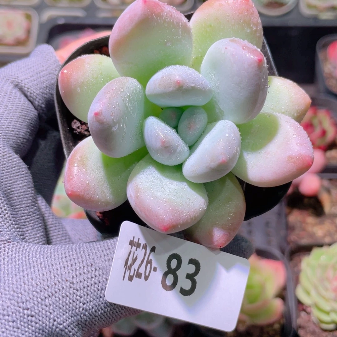 花利美26-83香水