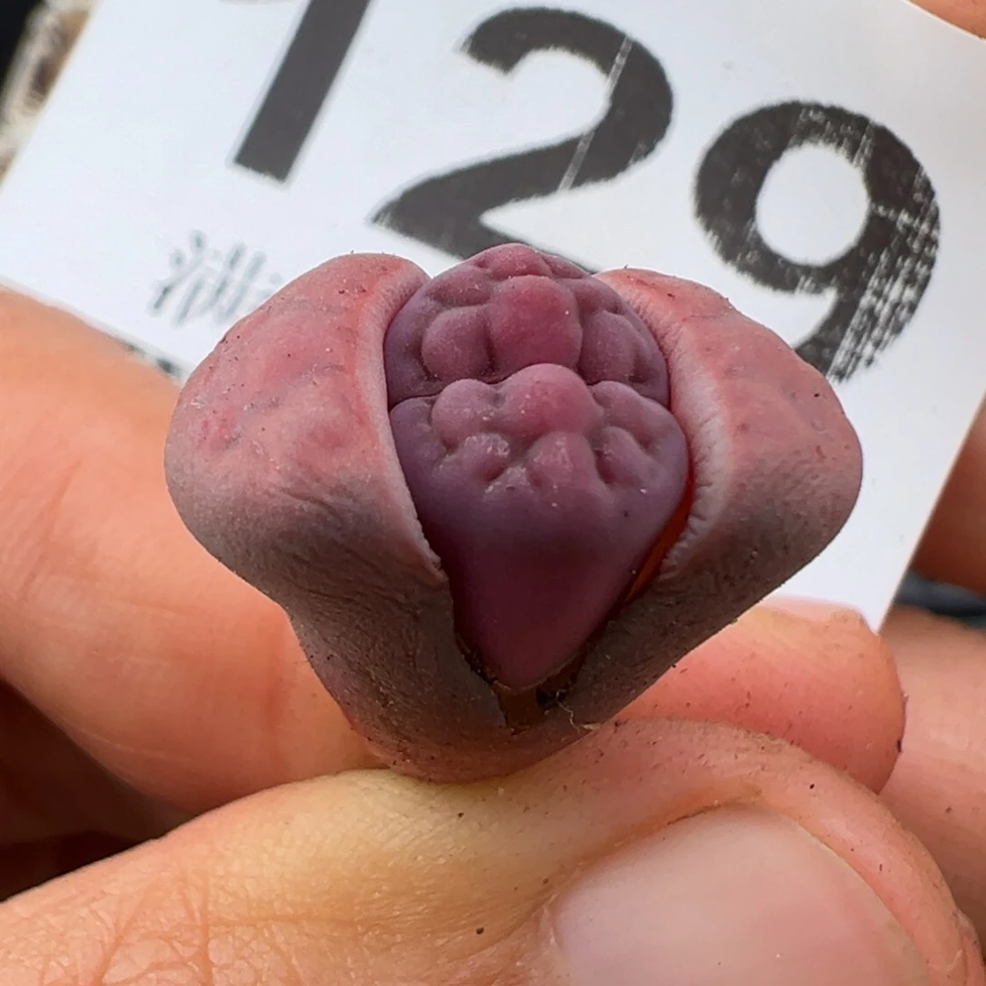 1.16好看的多肉129