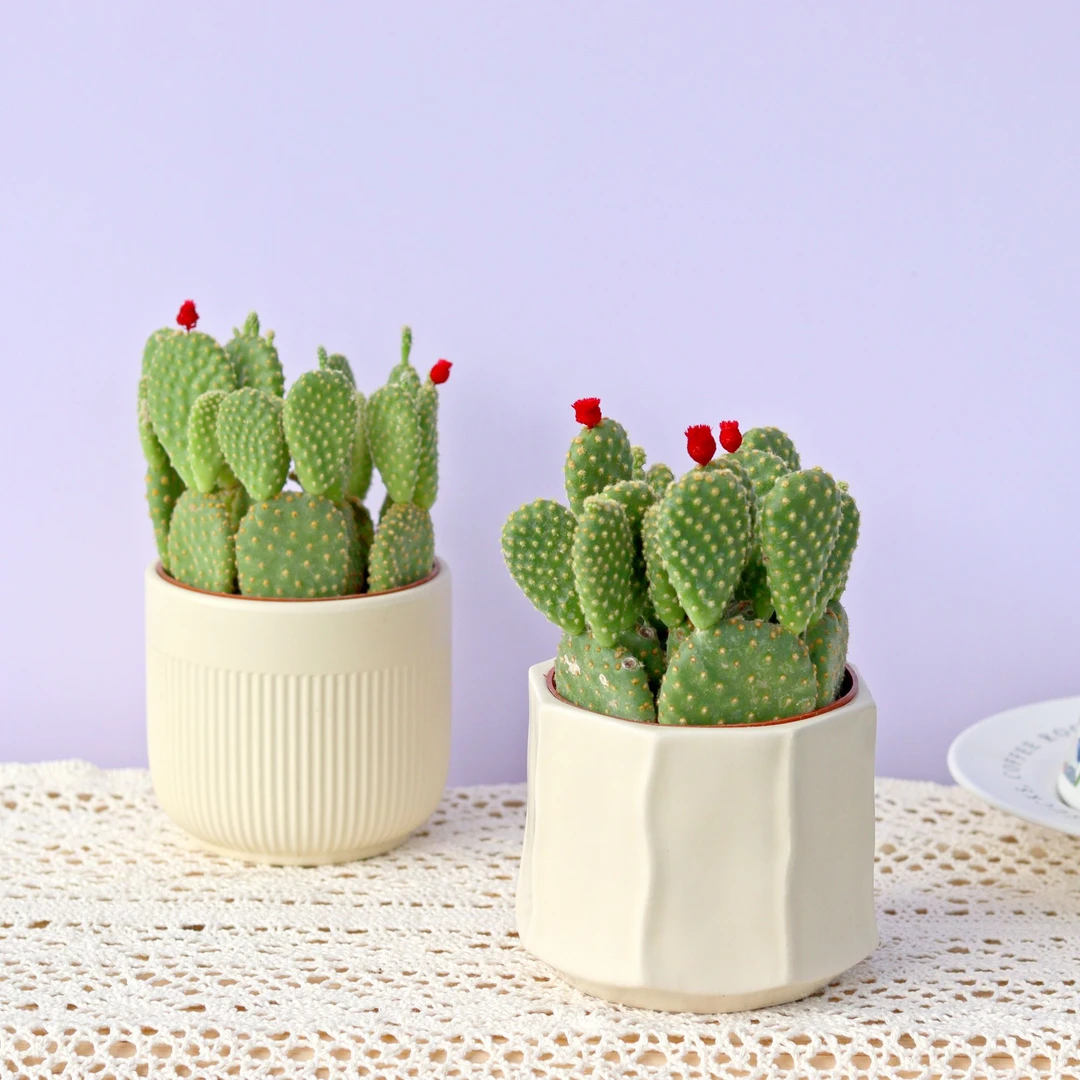 兔耳朵黄毛仙人掌盆栽阳台室内桌面好养多肉绿植工位防辐射植物