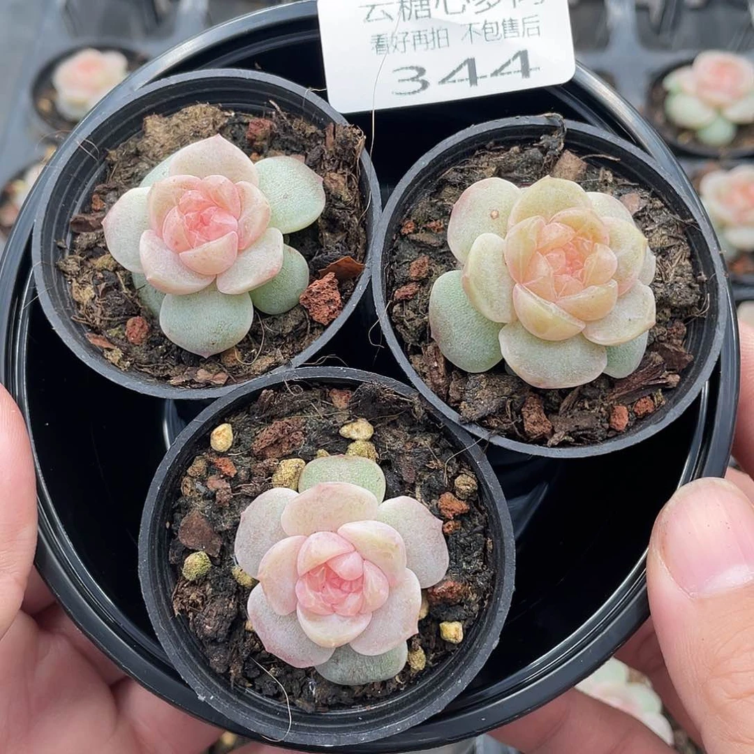 云糖心多肉植物344