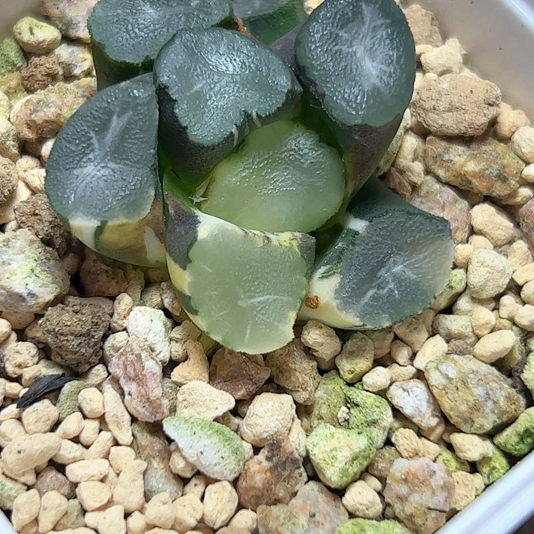 山之翠锦十二卷多肉植物