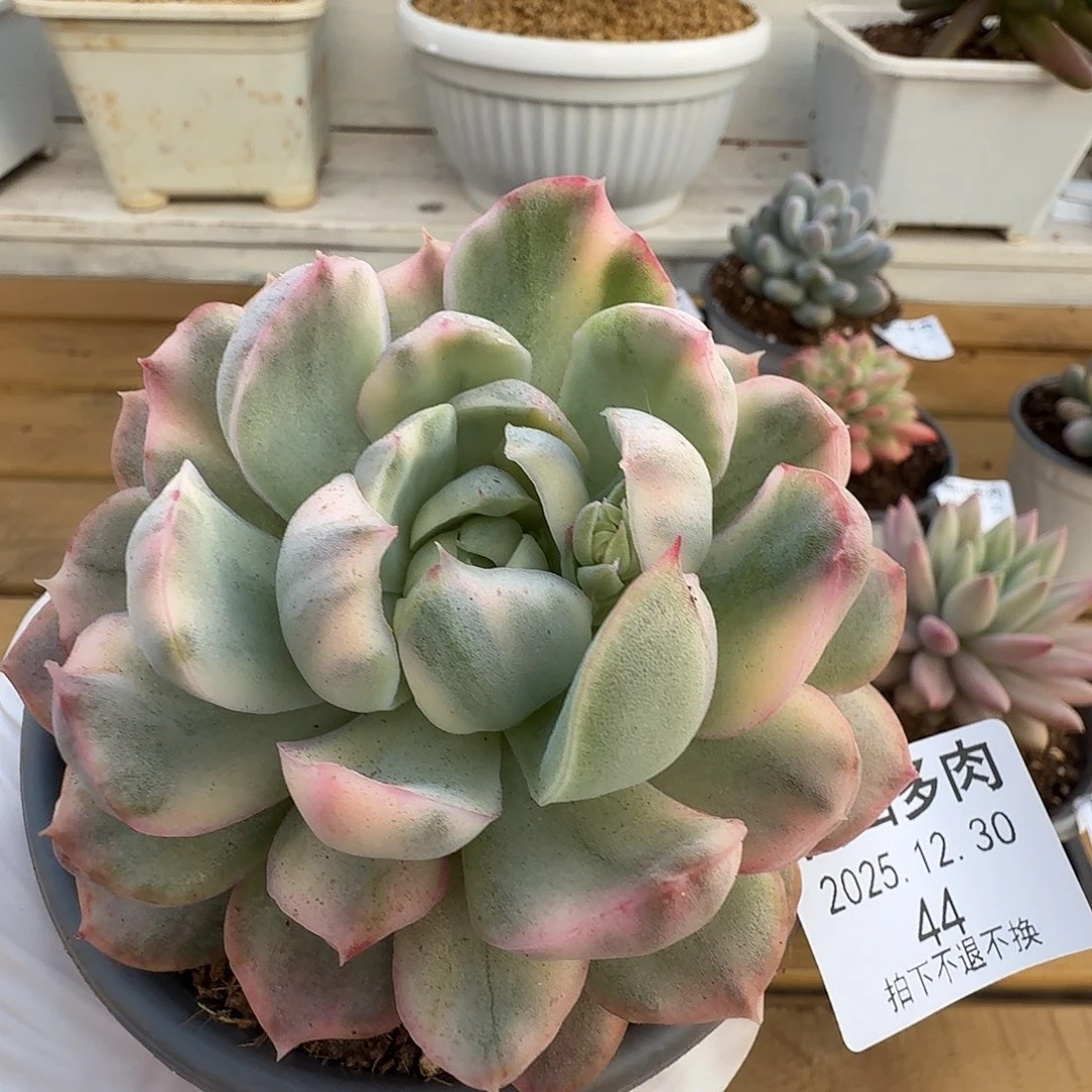 草莓蛋糕锦111230-44