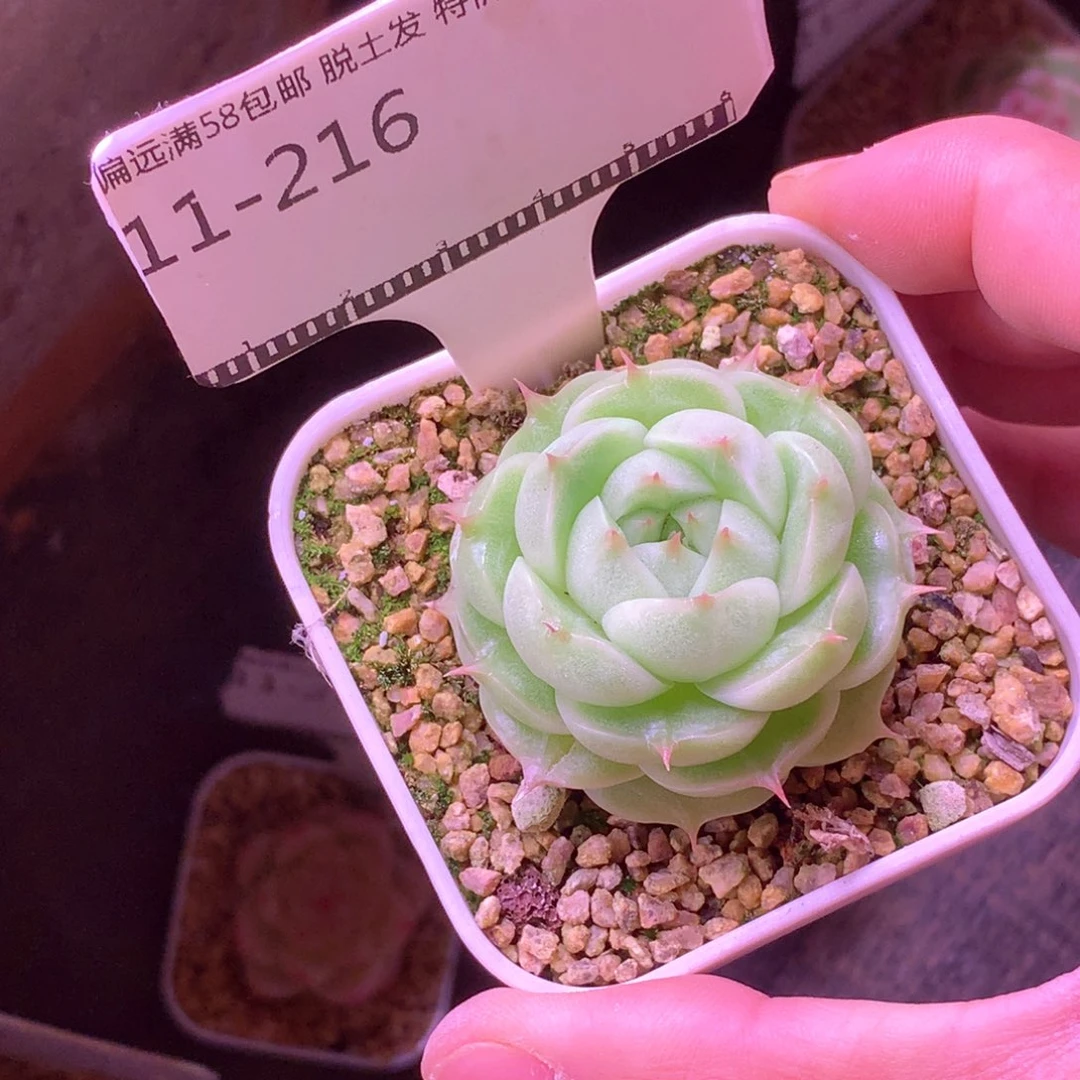 麦秆优选精品多肉58包邮