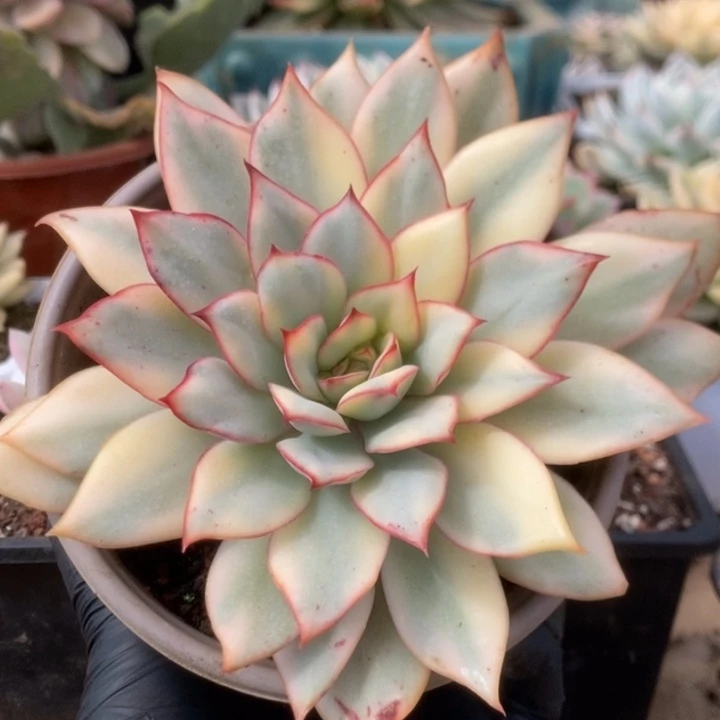 677月光女神锦锦锦锦锦