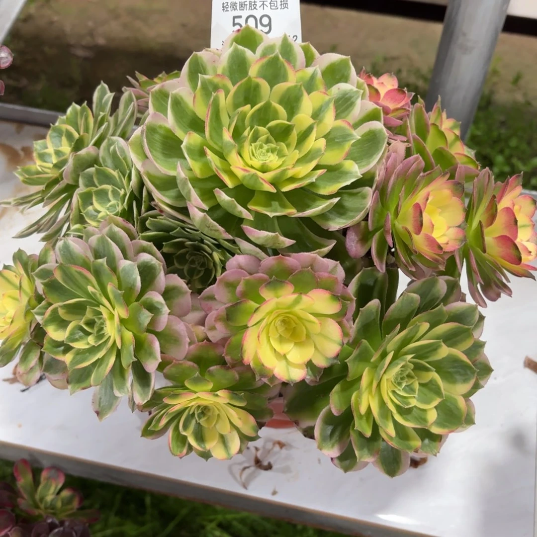 509海王多肉植物法师