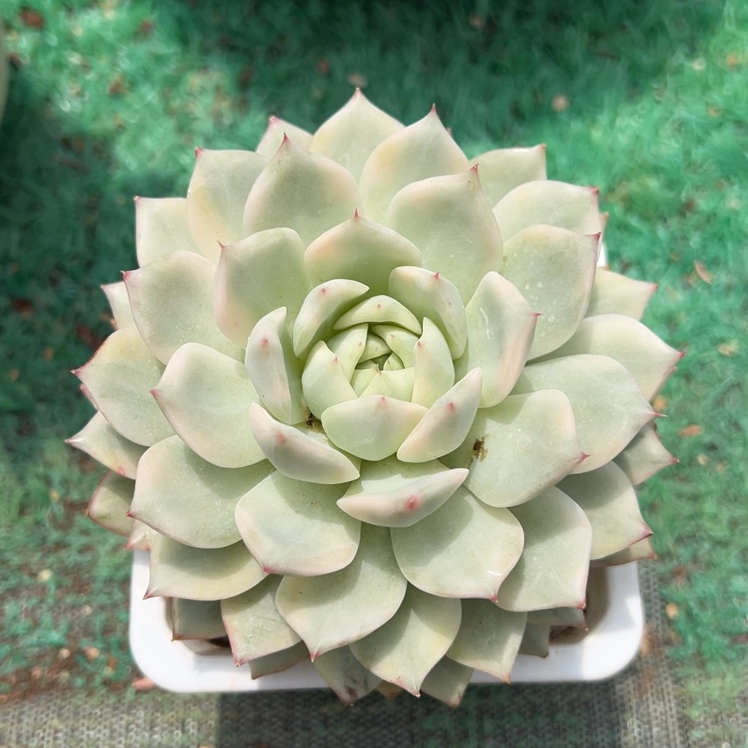 龙猫精品一物一拍多肉植物锦