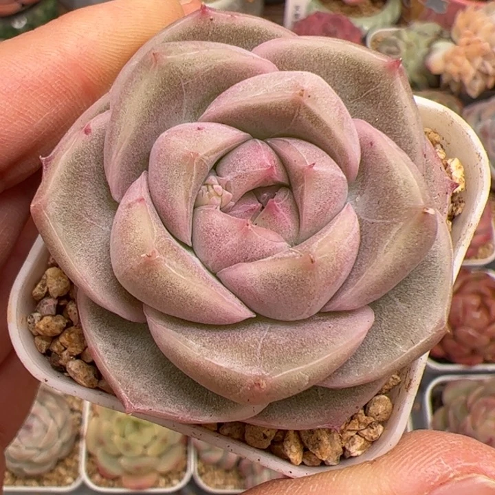 快****格664 多肉植物组合