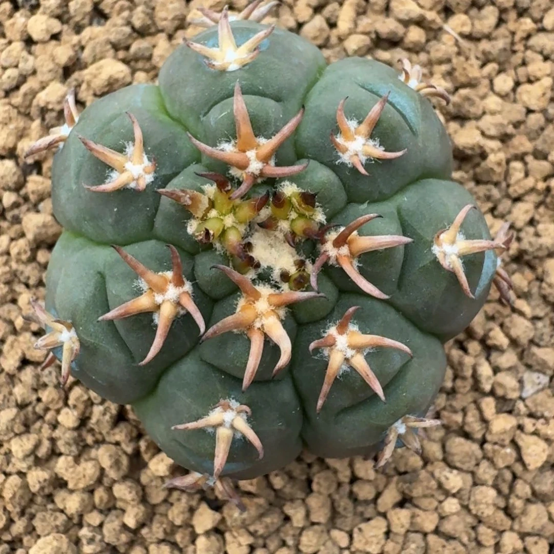 大***噢仙人球猫爪一物一拍