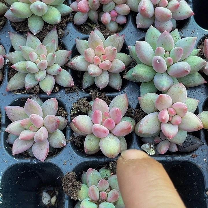 小虞美人2.8带土发