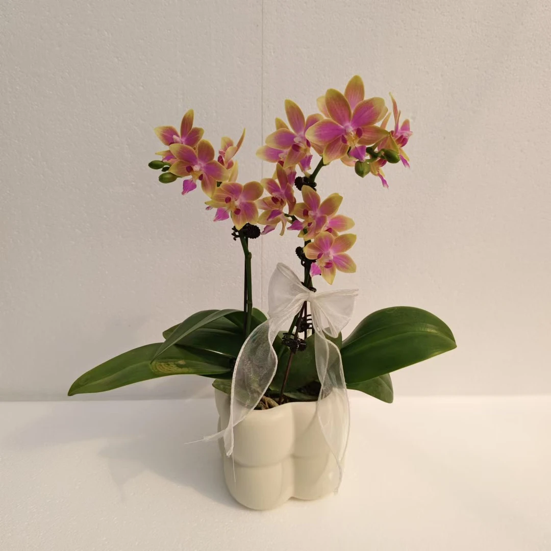 蝴蝶兰【金树一代】浓香型糖果色系室内种植观赏送礼带花发货