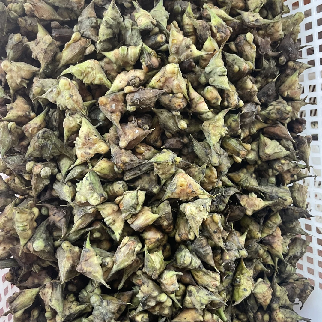 菱角新鲜现摘3斤水中板栗拍到表皮会绝烂正常现象介意慎拍