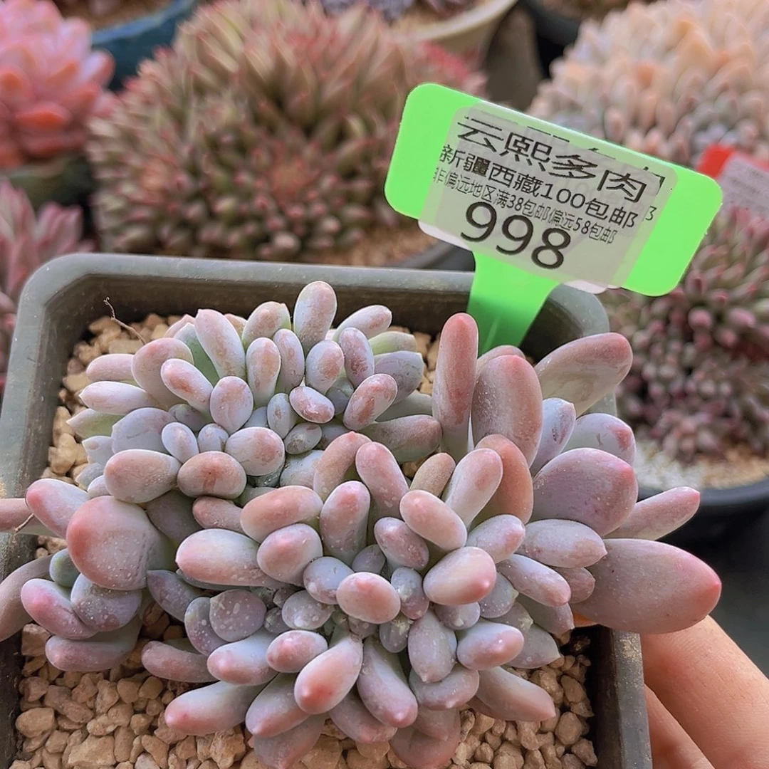 998桃美人多肉植物