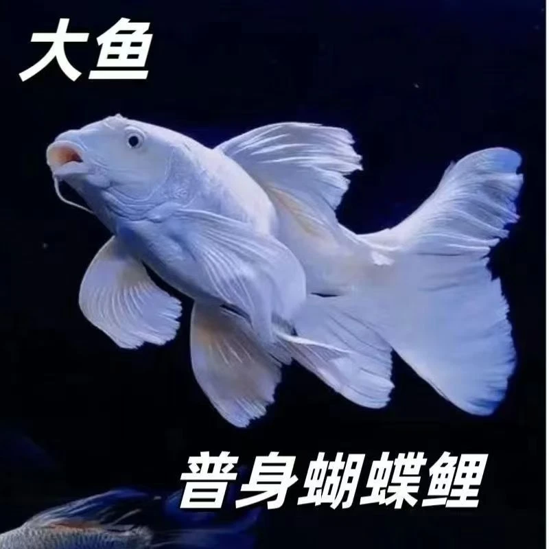 台湾纯种普身白蝴蝶锦鲤观赏鱼大鳍大尾冷水好养耐活包邮