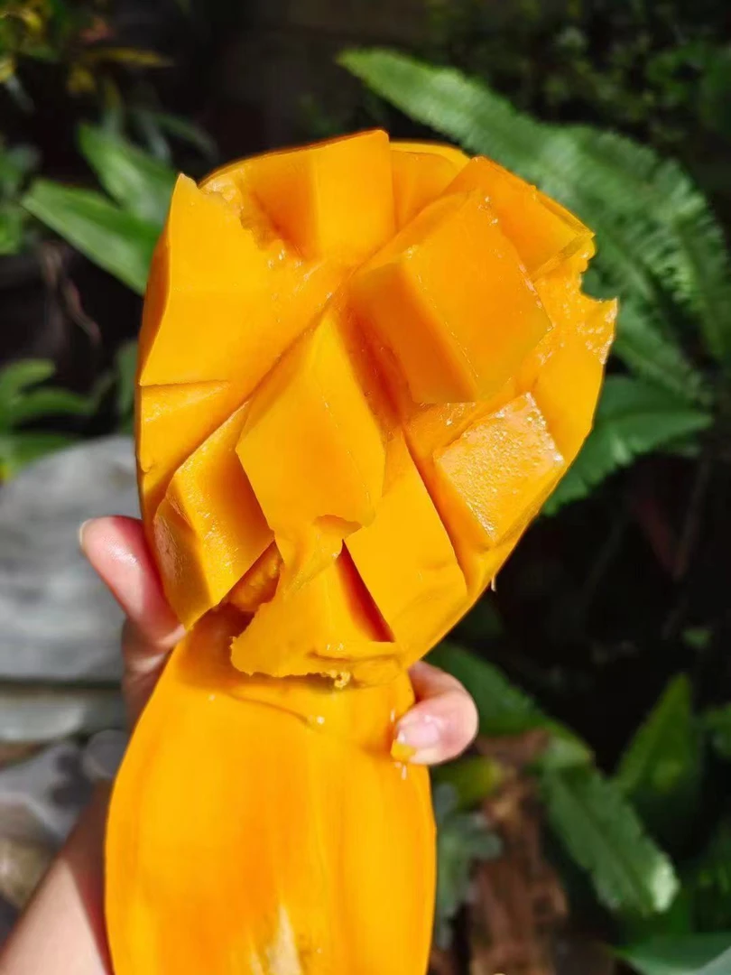 西双版纳大青芒皮薄肉厚无丝无渣产地直销