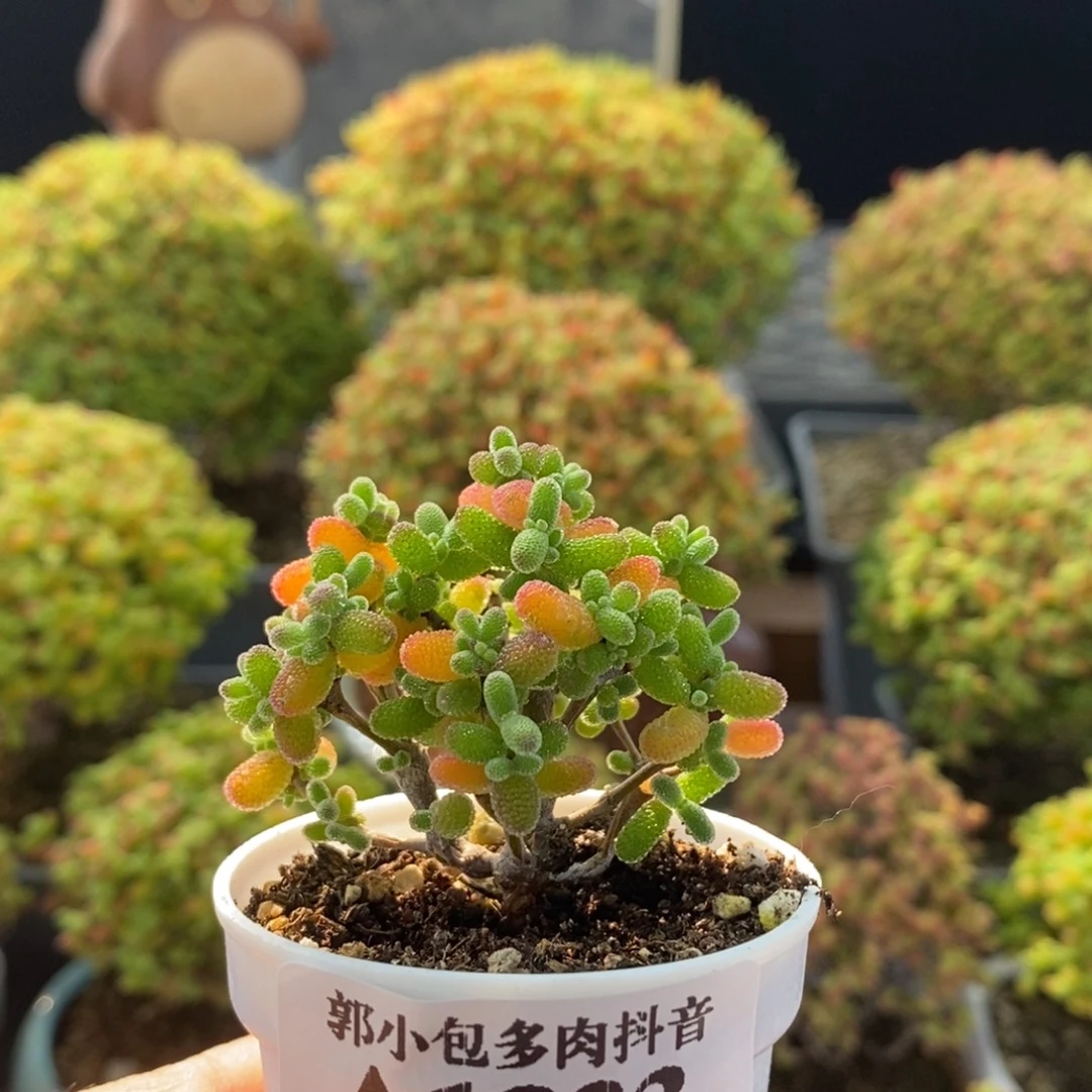 密叶糖球1833枝干番杏