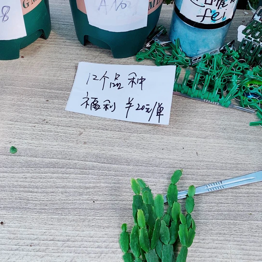 越***吧无花朵叶片福利一物一拍