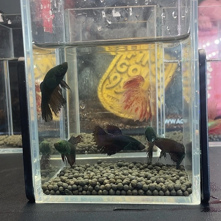 斗鱼16号919早绿毒母5