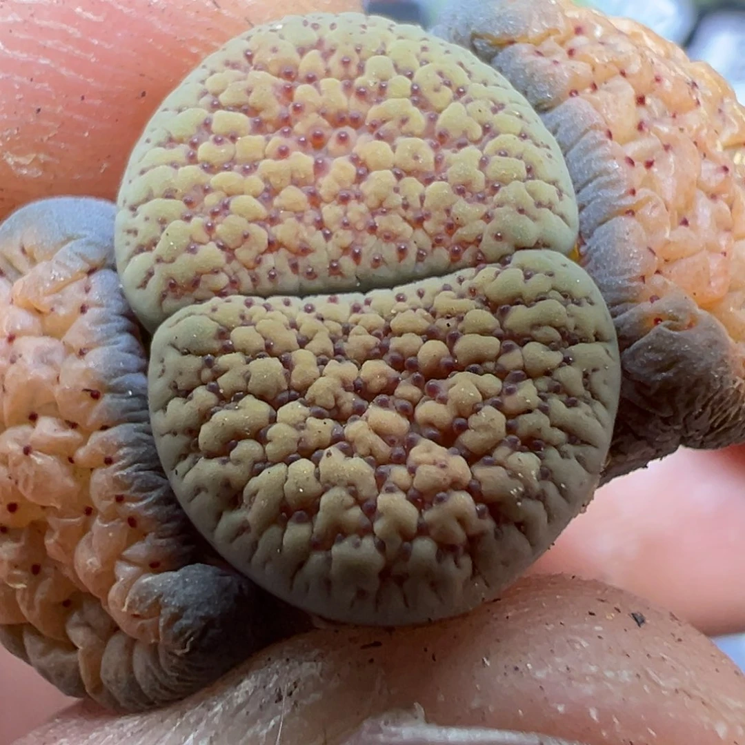 【闪购商品】 519.