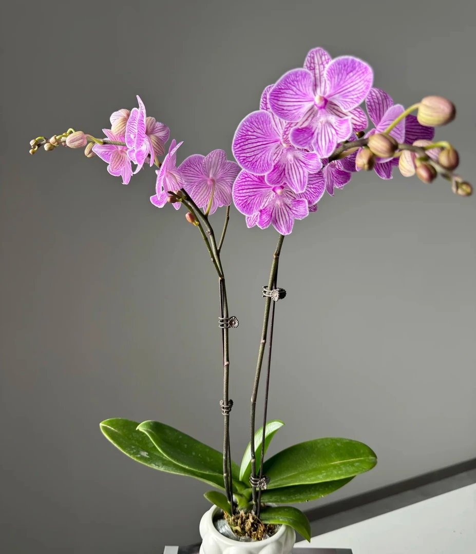 处理苗不售后《琴丝》蝴蝶兰-2.8杯苗子发货没有花剑【满30包邮发货】