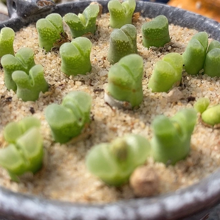 奶瓶风铃10颗。