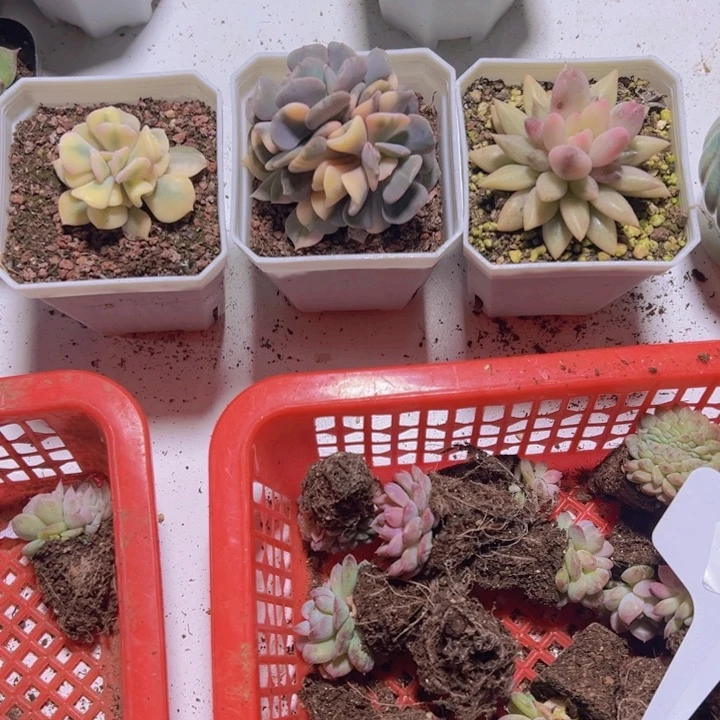 长*多肉专拍多肉植物大战