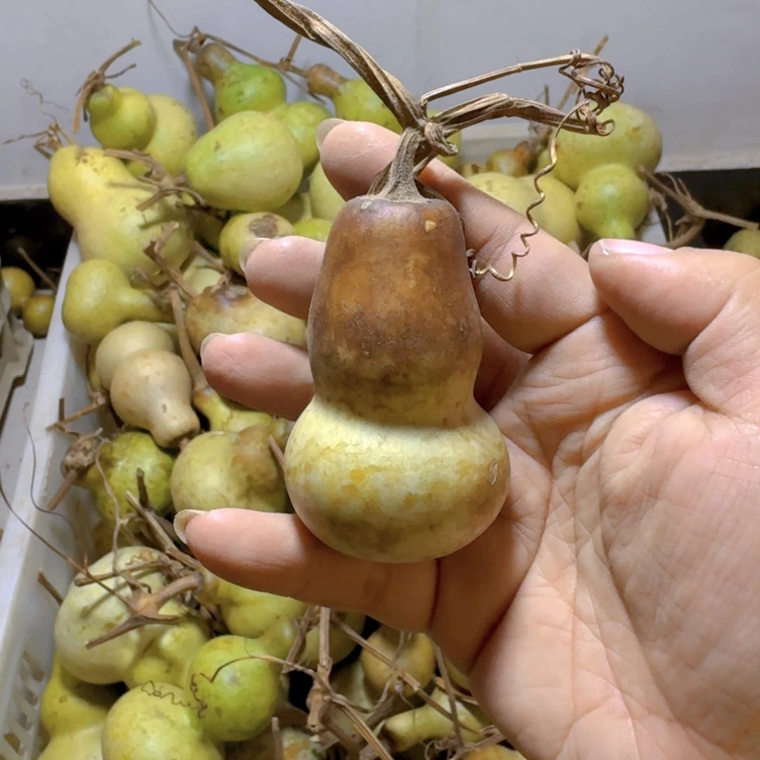 聪***聪青皮葫芦不保成不退不换