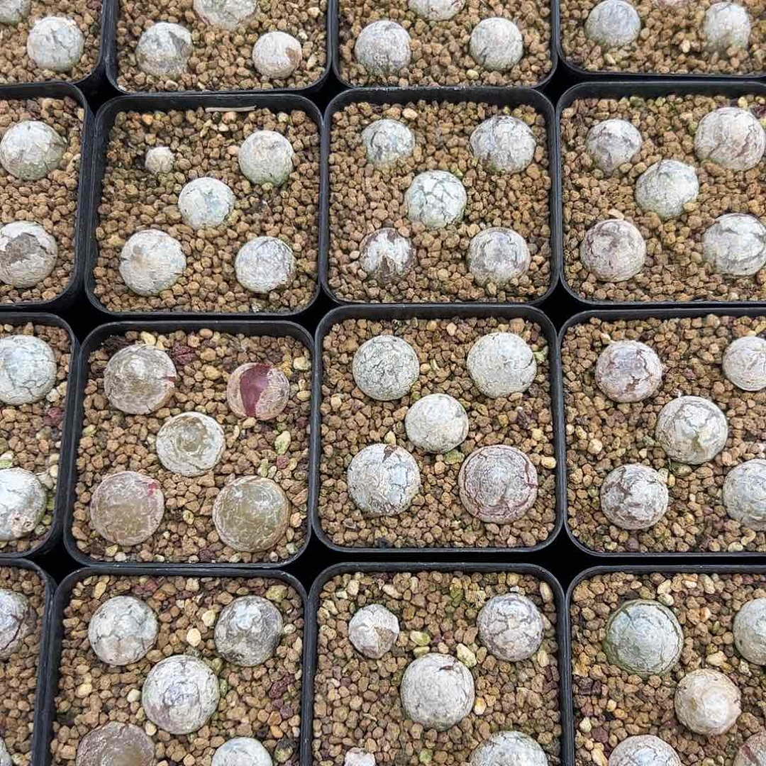 000051量拍灯泡5颗尺寸不低于1.0脱土发