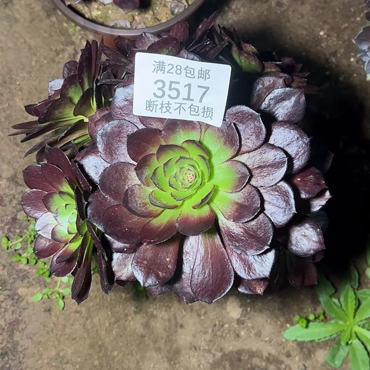 3517黑美人多肉植物