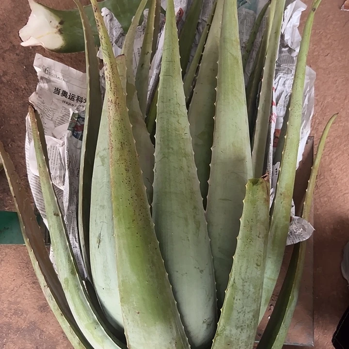 无花朵整颗45斤重库拉索