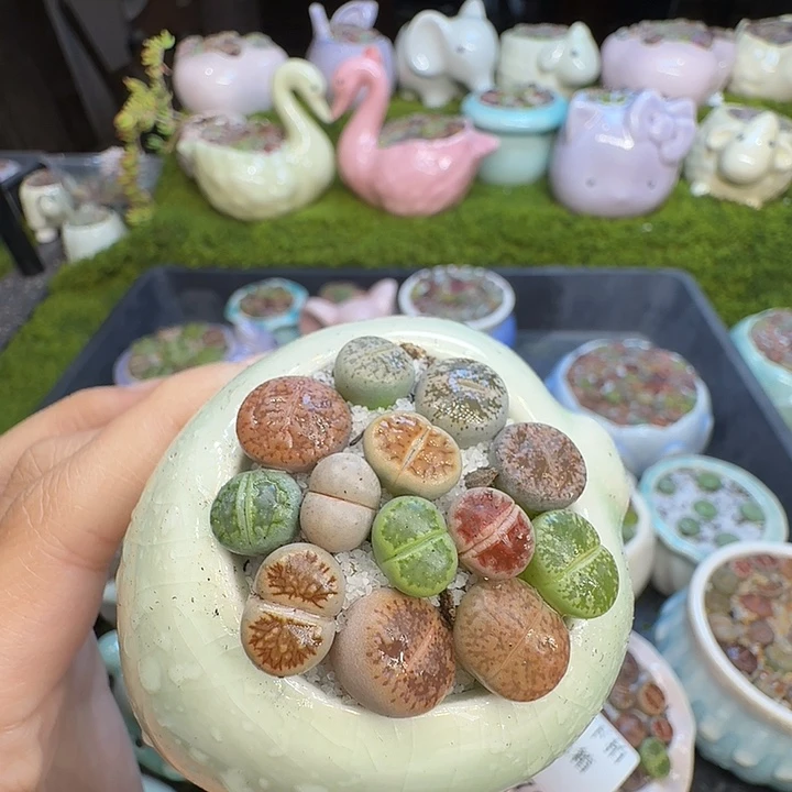 L***哈多肉植物开播福利882