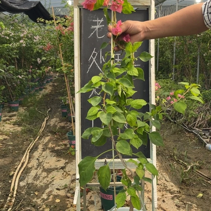无花朵三角梅三角梅132