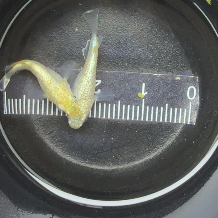 青鳉鱼金元宝球球1号