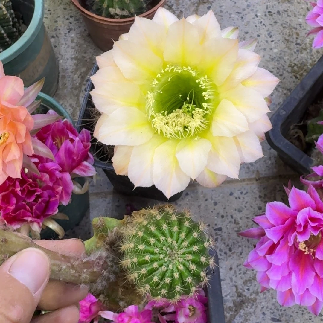 401彩草28歪无根侧牙4公分左右，20包邮