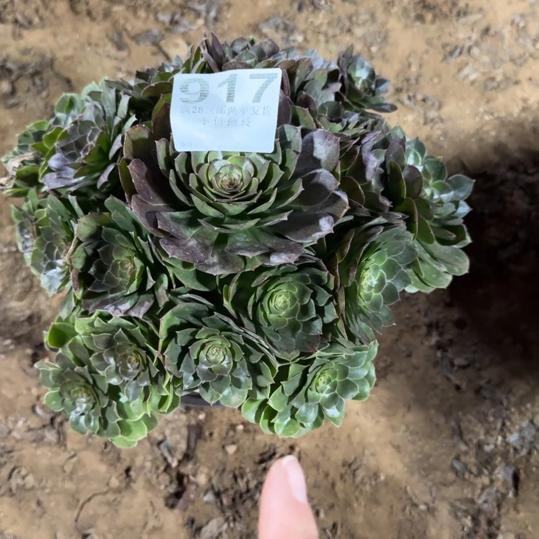 ?*917号沙拉碗清棚不包损