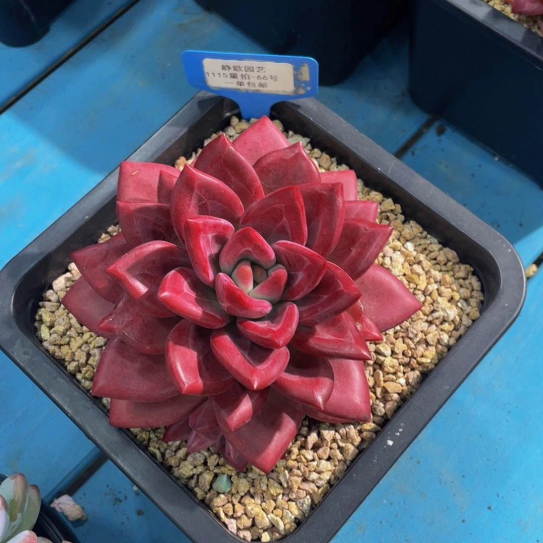 1115-66-赫菲斯托全状态一颗