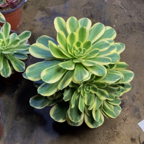 迈巴赫多肉植物3849