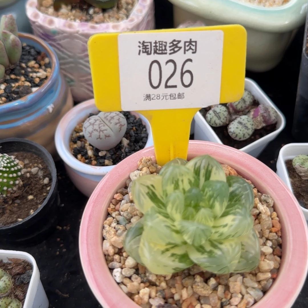 不***～多肉植物浴，露井单头