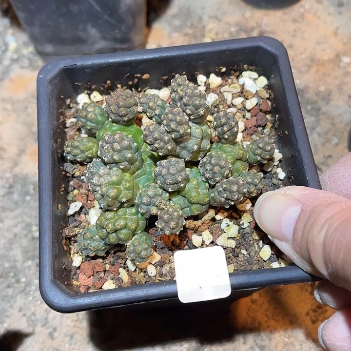 满38包邮2天凑单，脱土晾根年后发货多肉