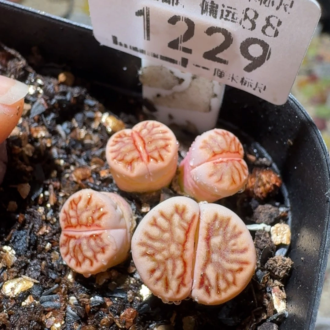 Sss精品清清清货1229粉菊