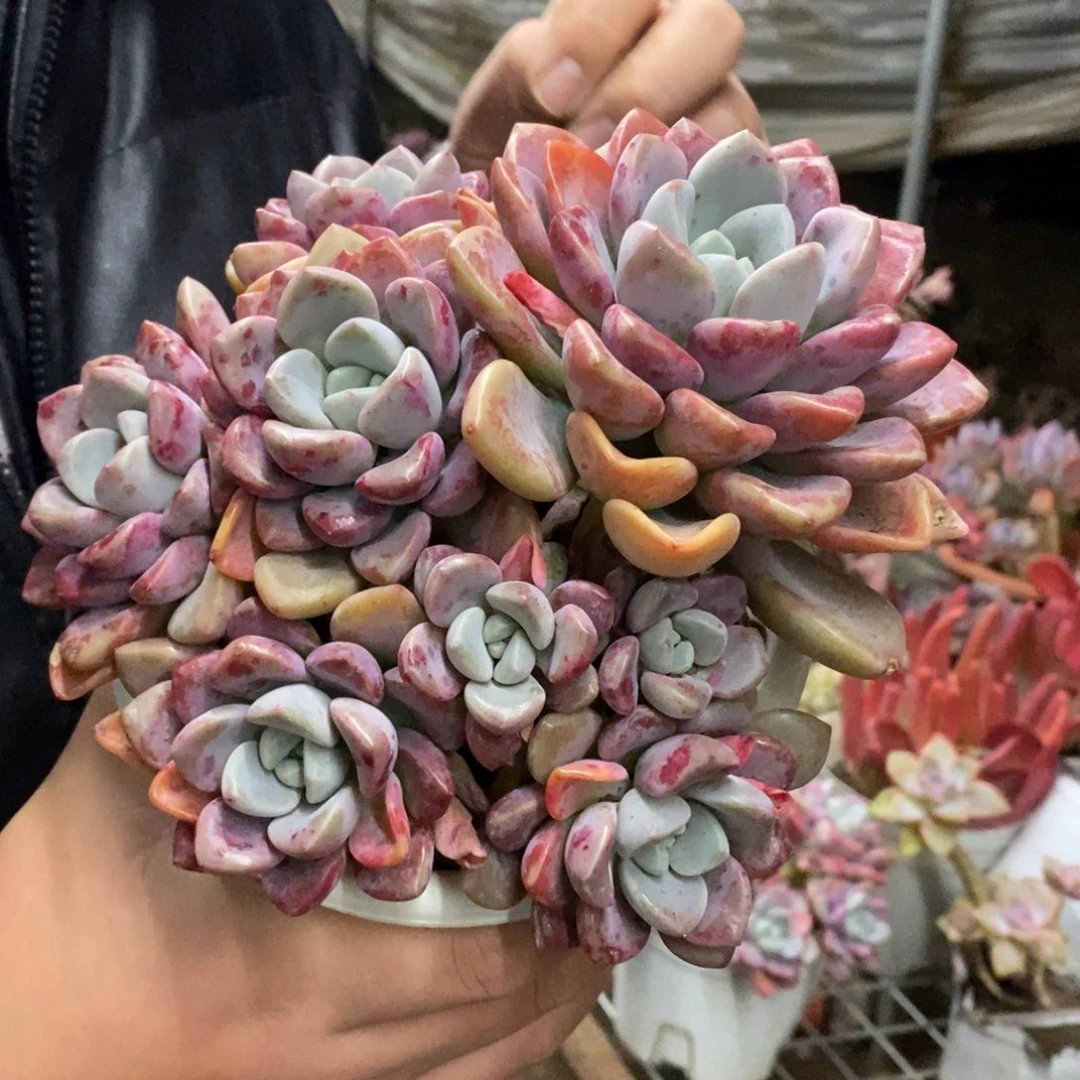 花斑露六头起发老桩
