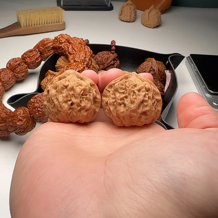 33-32-29矮桩肉球火桃C32号