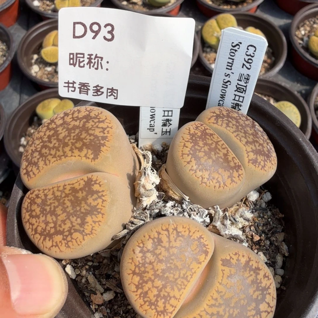 多肉植物多肉植物多肉植物