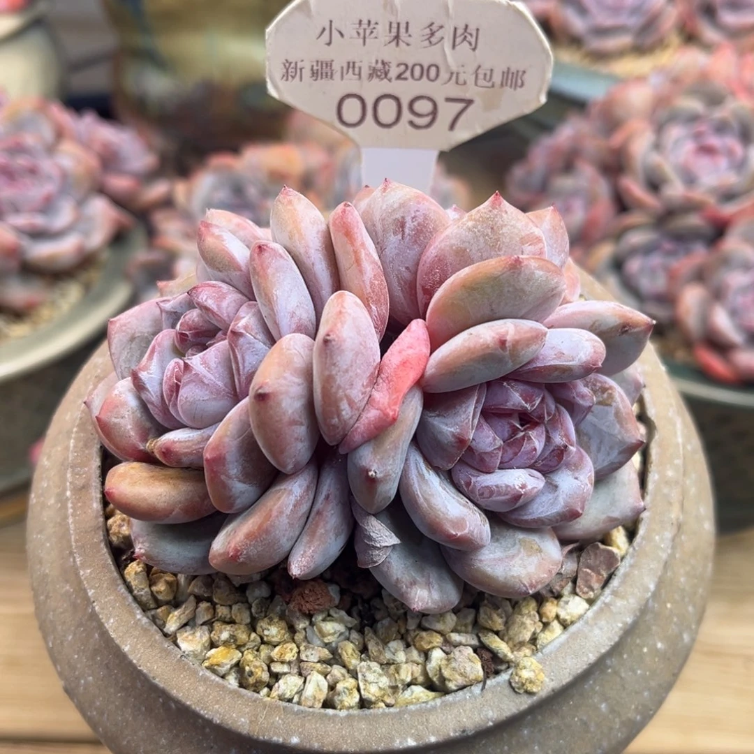 绿底紫心097/9cm3头