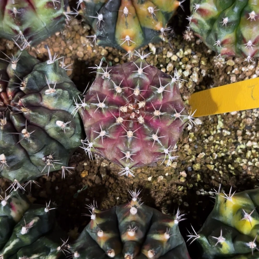 大***子泰国米哈姹露紫742-1129