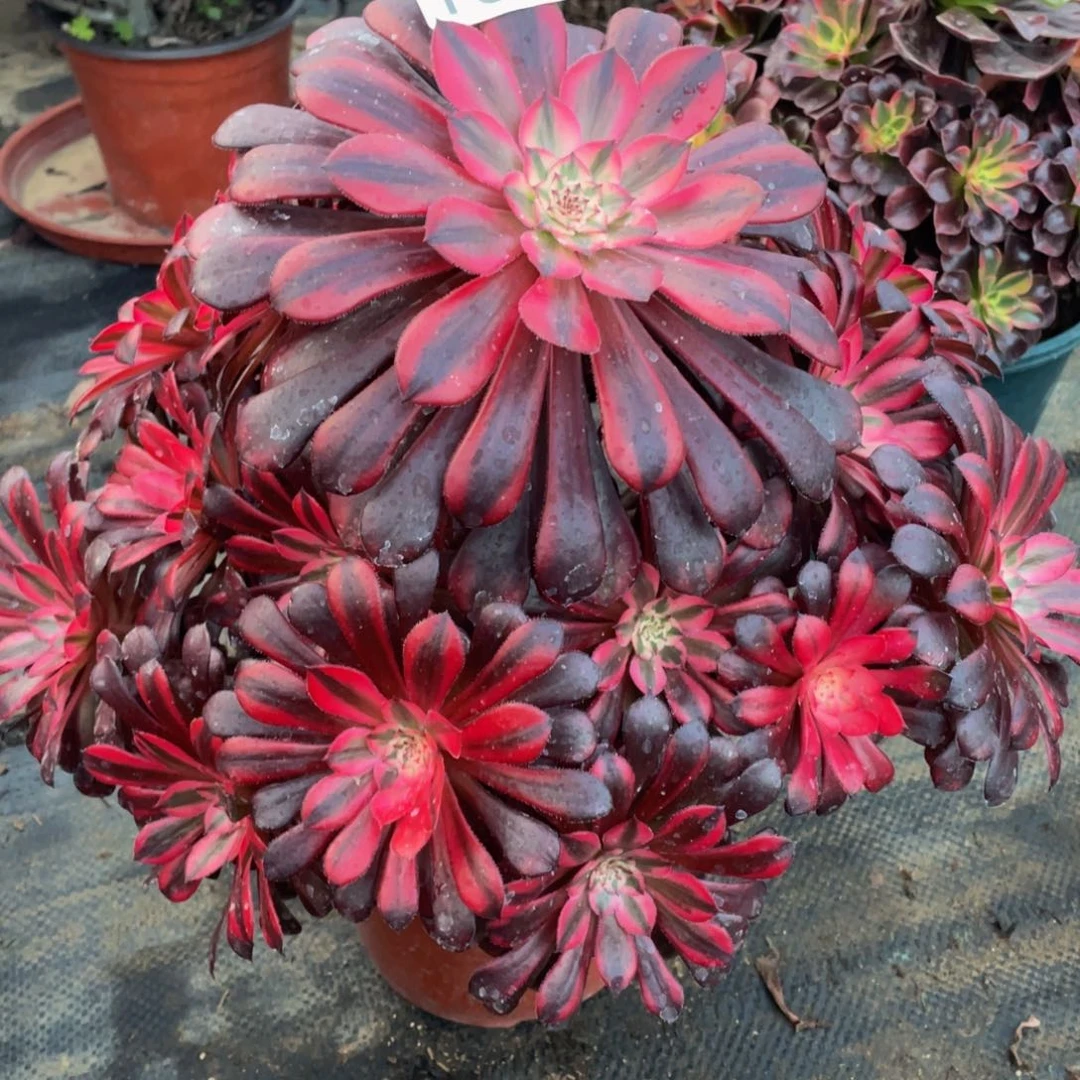 106月亮女神精品法师老桩