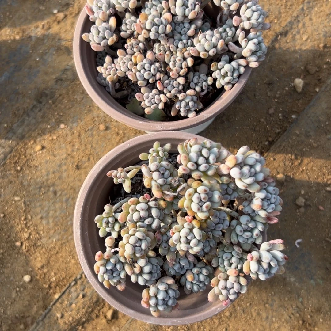 生****光多肉植物多肉植物