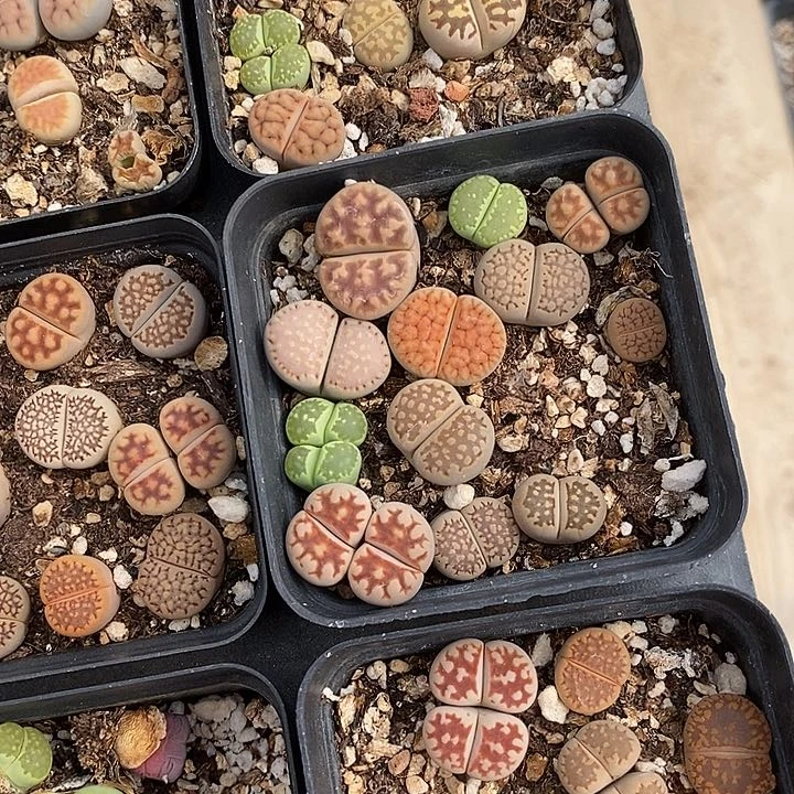 彩色生石花50颗一组