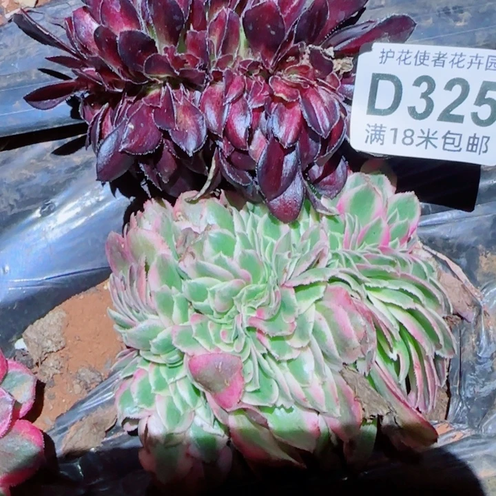 多肉法师淘宝福利