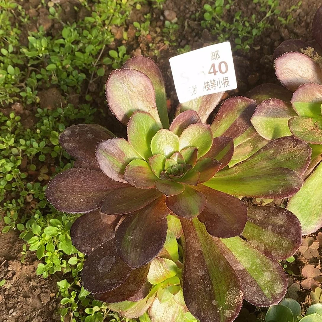 640花月夜多肉法师锦